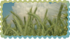 blades of grass